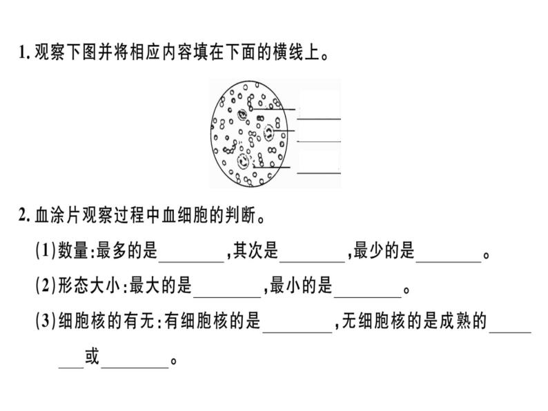 第四章第一节 血液 习题课件 新人教版04