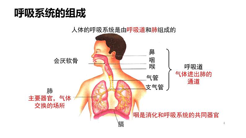 人教版七年级生物下册《呼吸道对空气的处理》课件(含2段嵌入视频)第4页