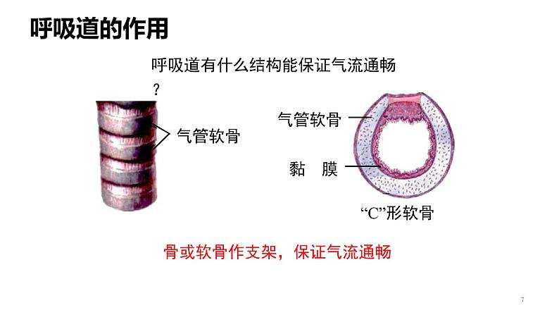 人教版七年级生物下册《呼吸道对空气的处理》课件(含2段嵌入视频)第7页
