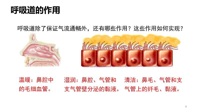 人教版七年级生物下册《呼吸道对空气的处理》课件(含2段嵌入视频)第8页