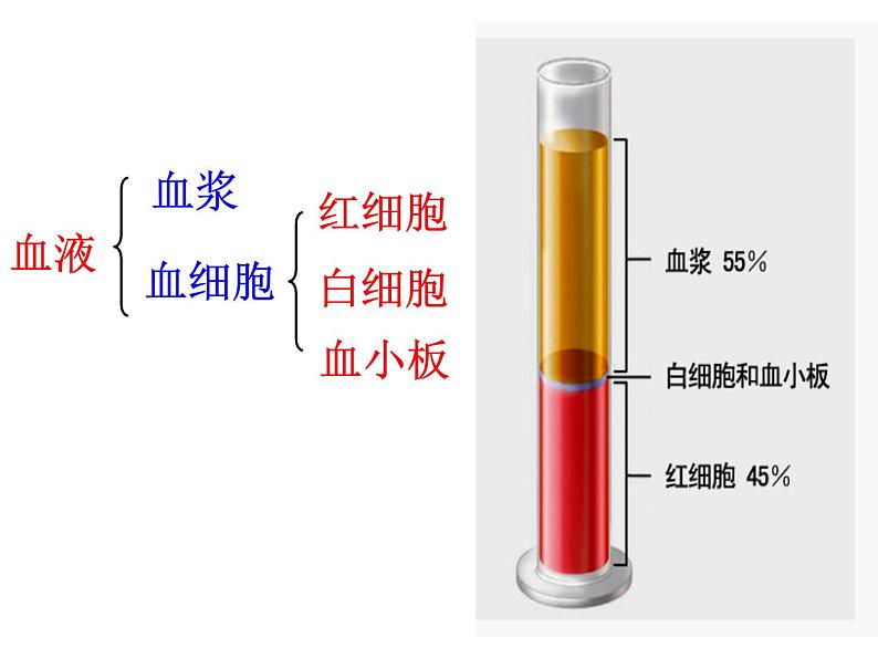 济南版七下生物 3.1物质运输的载体 课件04