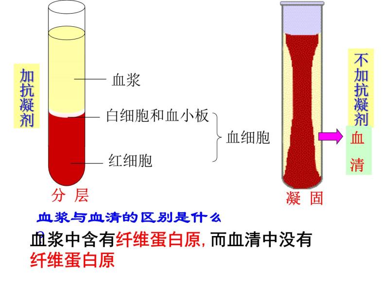 济南版七下生物 3.1物质运输的载体 课件05