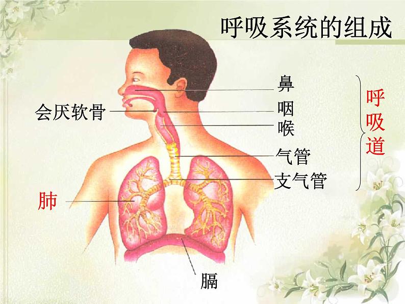 人教版七下生物 3.1呼吸道对空气的处理 课件03