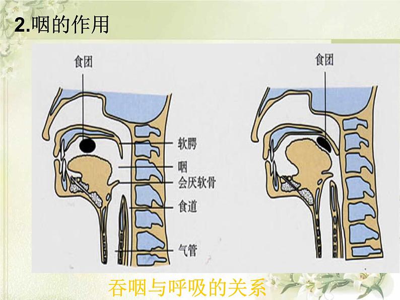 人教版七下生物 3.1呼吸道对空气的处理 课件06
