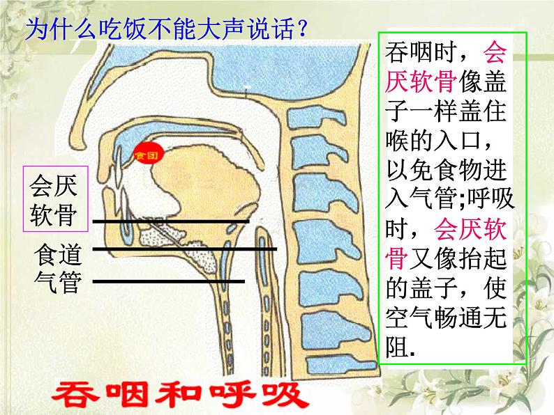 人教版七下生物 3.1呼吸道对空气的处理 课件07