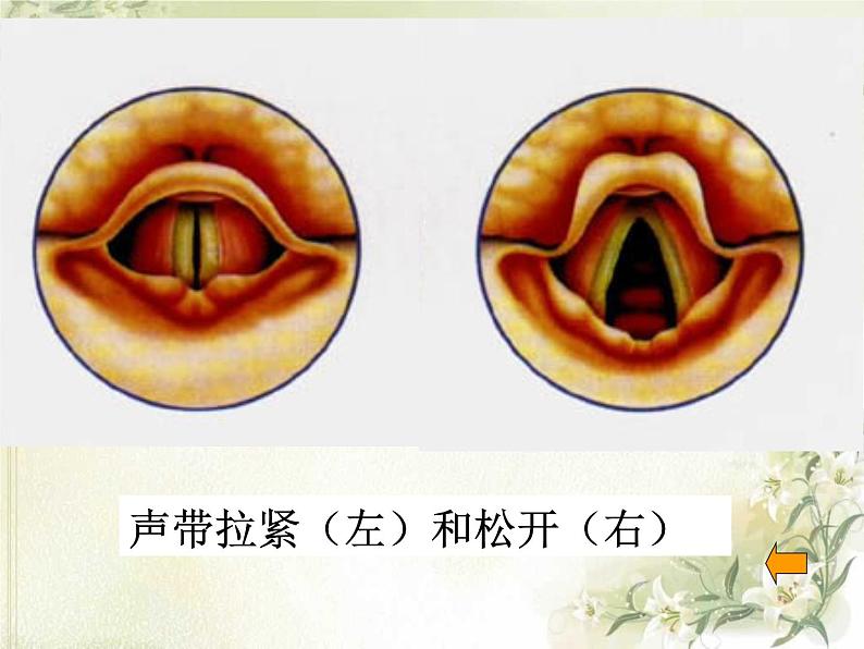 人教版七下生物 3.1呼吸道对空气的处理 课件08