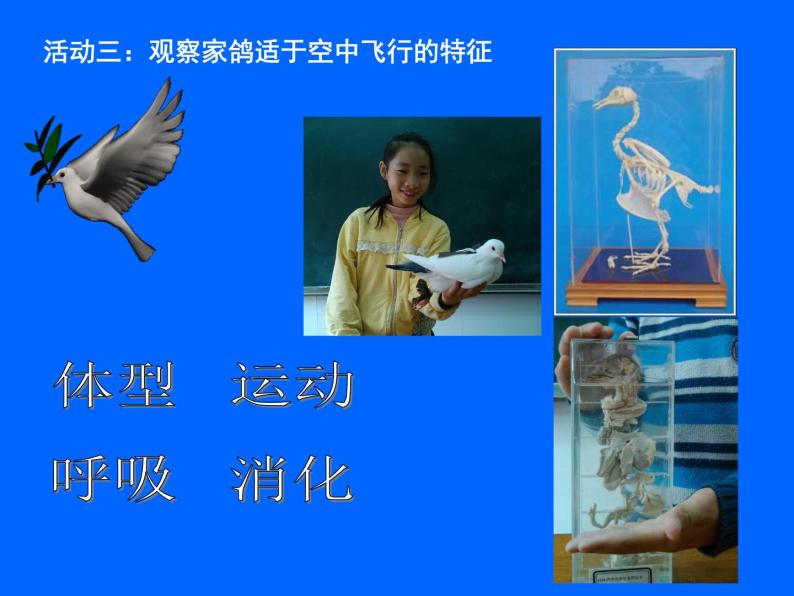 苏科版七年级下册生物 12.1鸟类 课件08