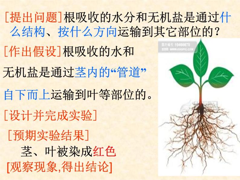 北京版七下生物  5.1 植物体内的物质运输 课件03