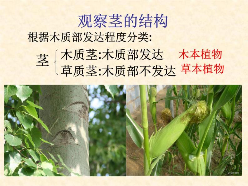 北京版七下生物  5.1 植物体内的物质运输 课件07