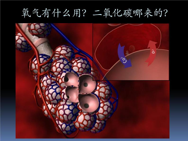 北京版七下生物 6.4 呼吸与呼吸作用 课件第8页