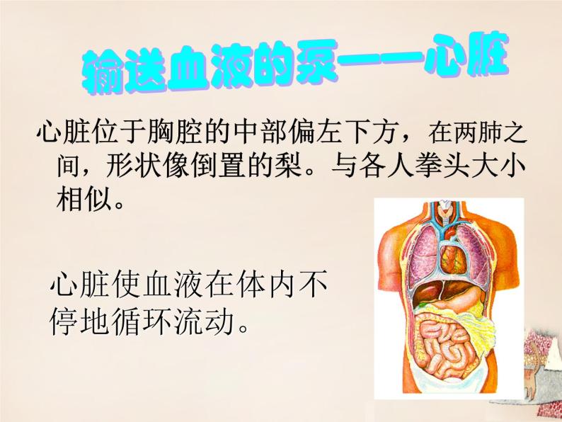 济南版七下生物 3.2物质运输的器官 课件03