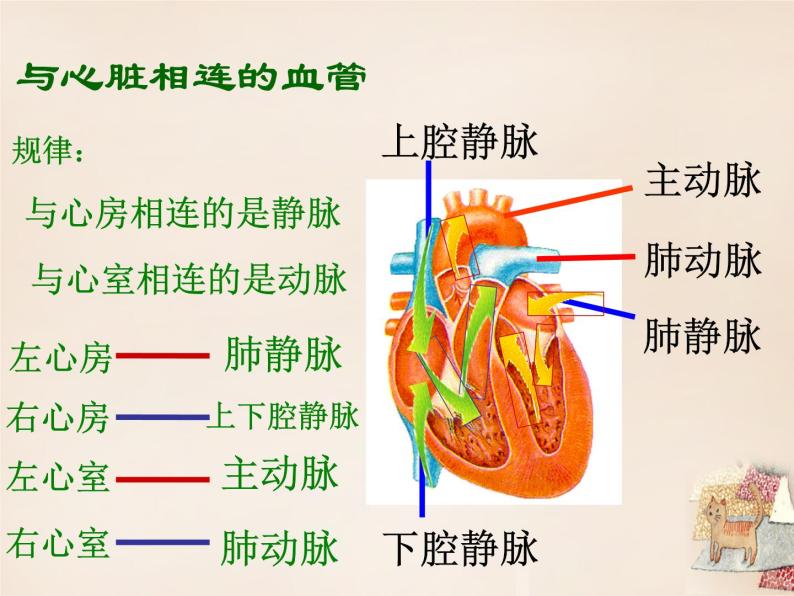 济南版七下生物 3.2物质运输的器官 课件05