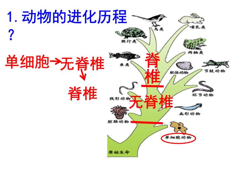 济南版八下生物  5.1.3生物进化的历程  课件05