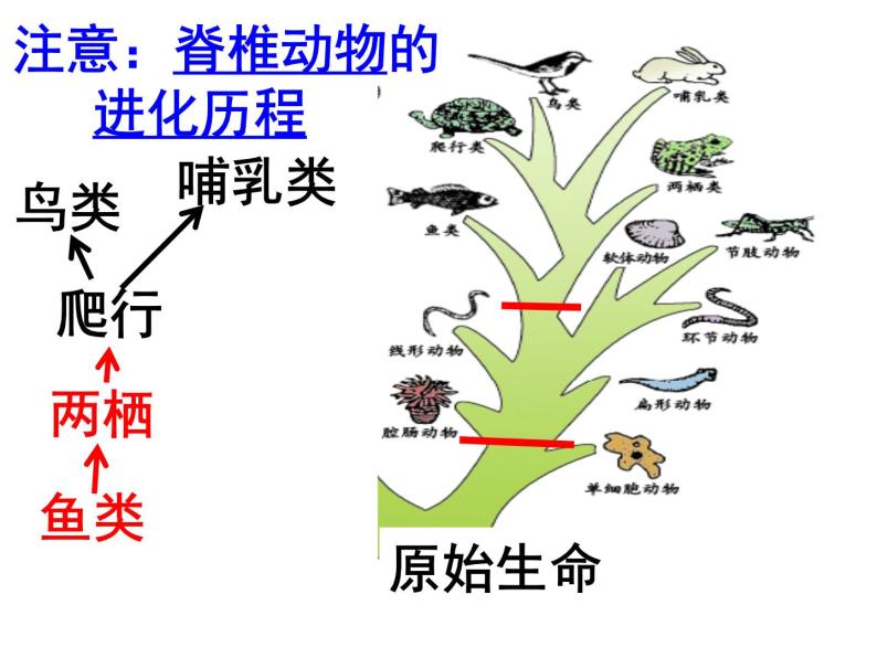 济南版八下生物  5.1.3生物进化的历程  课件06