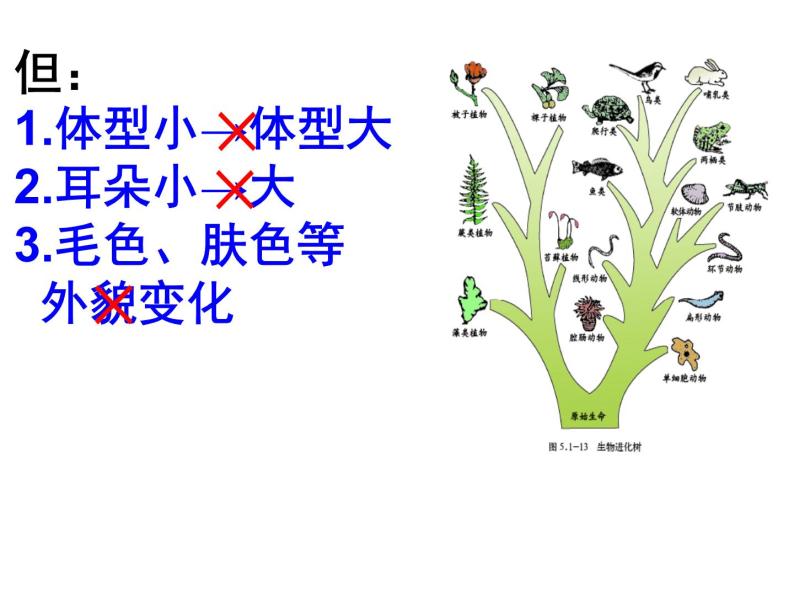 济南版八下生物  5.1.3生物进化的历程  课件08