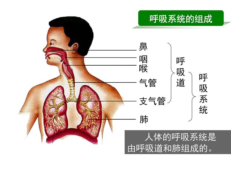 人教版七下生物 3.1呼吸道对空气的处理 课件02
