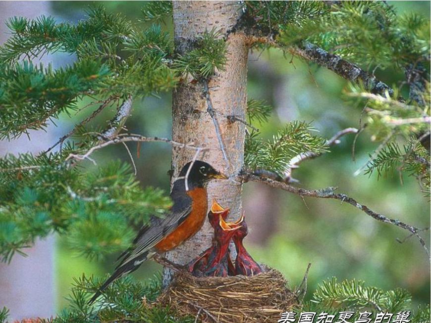 人教版八下生物  7.1.4鳥(niǎo)的生殖和發(fā)育 課件第1頁(yè)