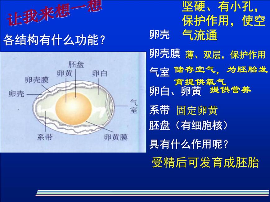 人教版八下生物  7.1.4鳥(niǎo)的生殖和發(fā)育 課件第5頁(yè)