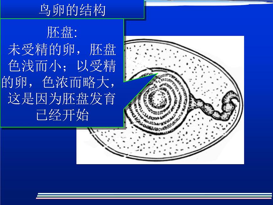 人教版八下生物  7.1.4鳥(niǎo)的生殖和發(fā)育 課件第6頁(yè)