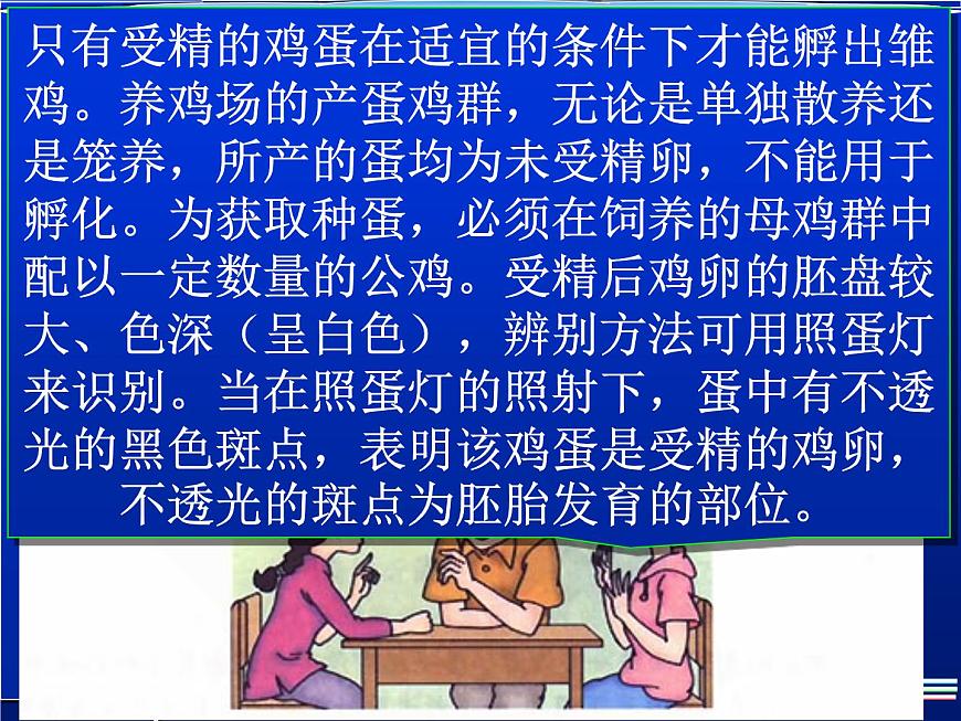人教版八下生物  7.1.4鳥(niǎo)的生殖和發(fā)育 課件第7頁(yè)