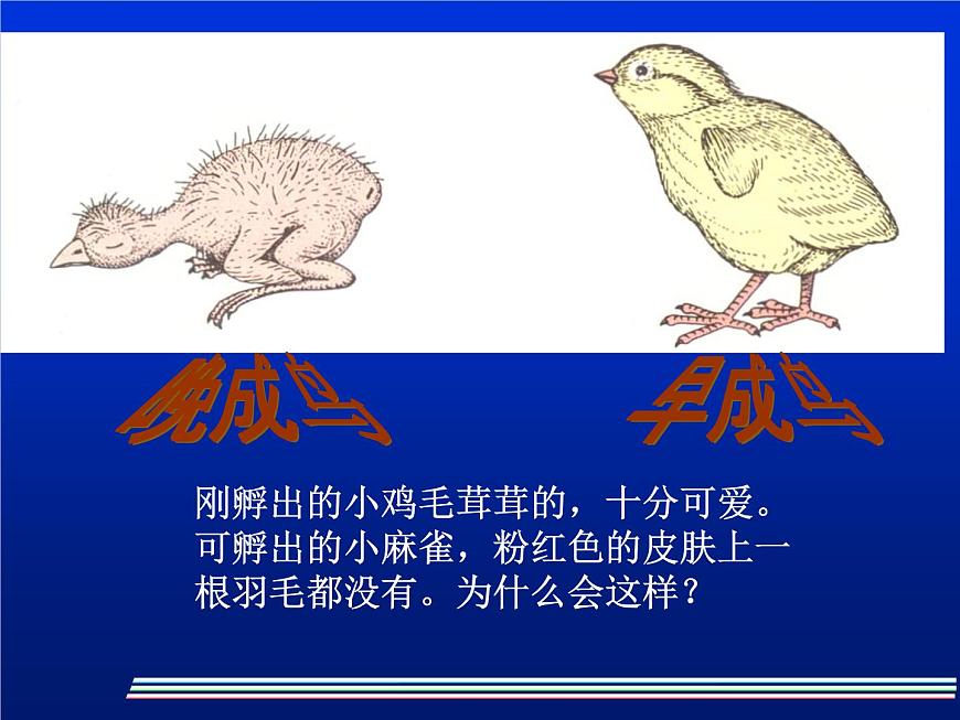 人教版八下生物  7.1.4鳥(niǎo)的生殖和發(fā)育 課件第8頁(yè)