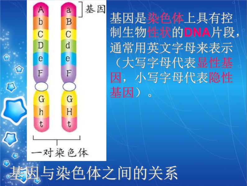 人教版八下生物  7.2.2基因在亲子代间的传递 课件08