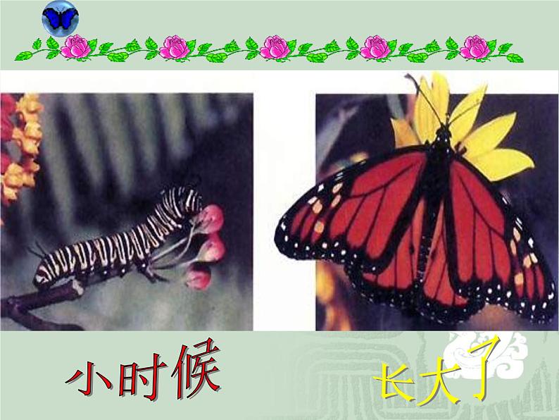 人教版八下生物 7.1.2昆虫的生殖和发育 课件01