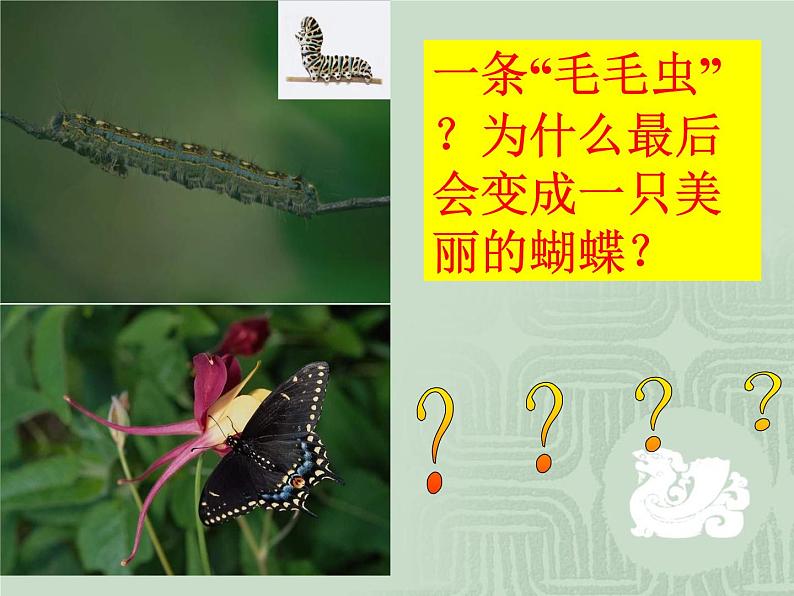 人教版八下生物 7.1.2昆虫的生殖和发育 课件02