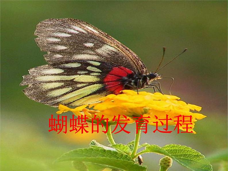 人教版八下生物 7.1.2昆虫的生殖和发育 课件04