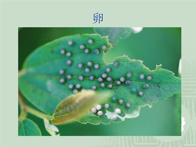 人教版八下生物 7.1.2昆虫的生殖和发育 课件05