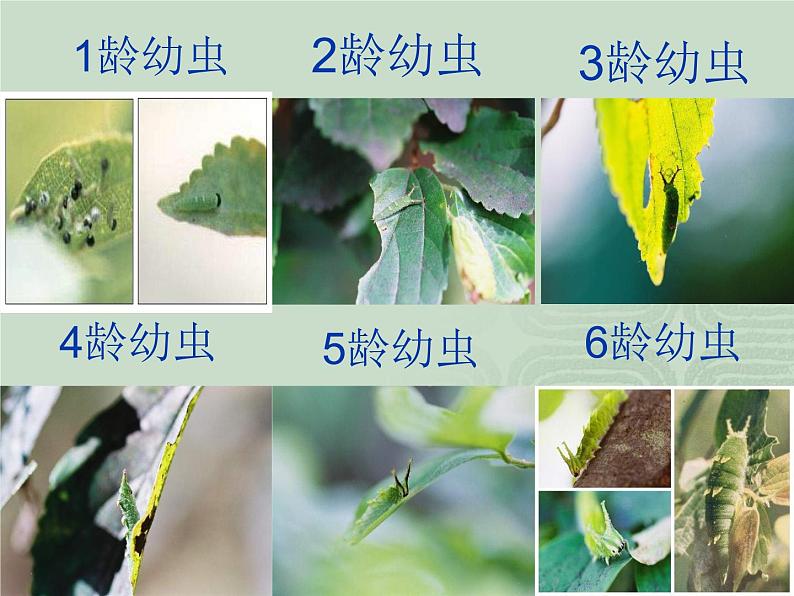 人教版八下生物 7.1.2昆虫的生殖和发育 课件06