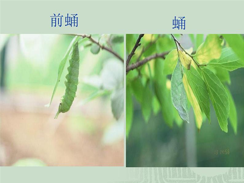人教版八下生物 7.1.2昆虫的生殖和发育 课件07