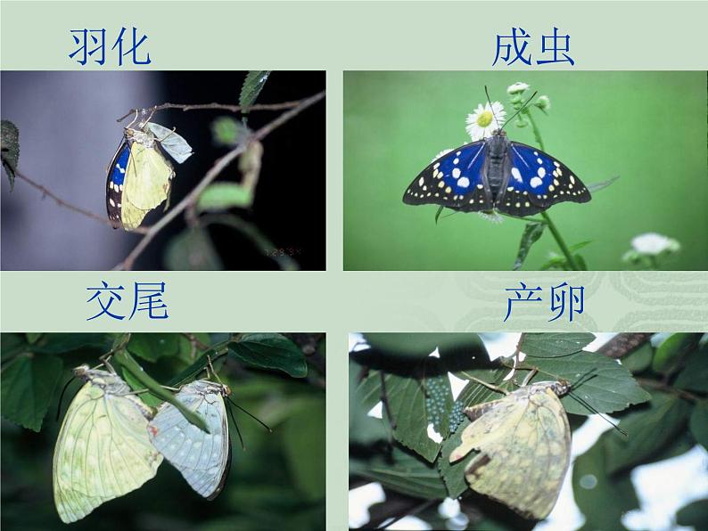 人教版八下生物 7.1.2昆虫的生殖和发育 课件08