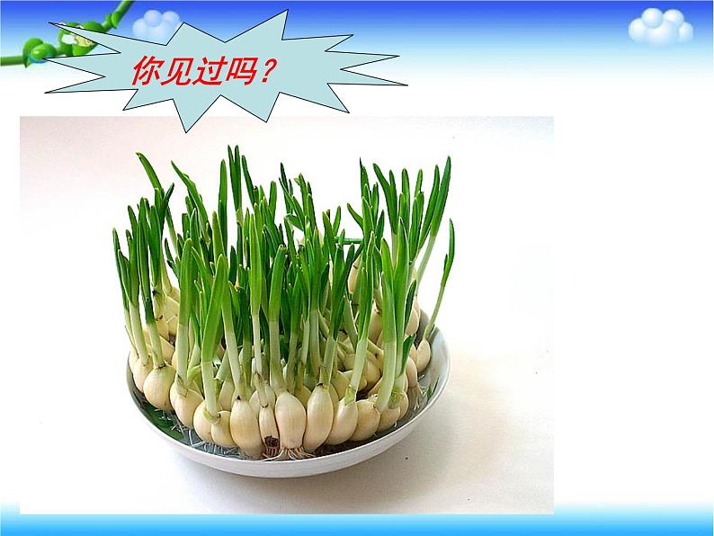 苏教版八下生物 21.1生物的无性生殖 课件04