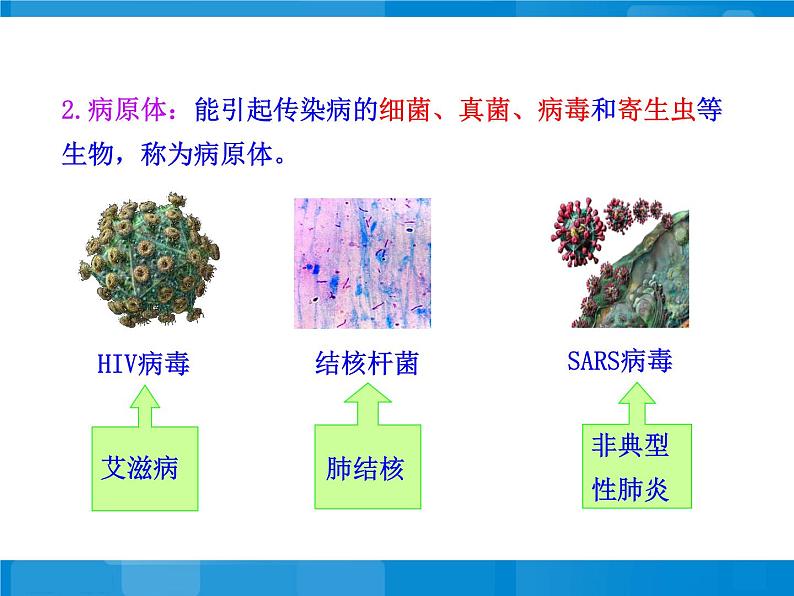 苏教版八下生物 25.1传染病 课件第7页