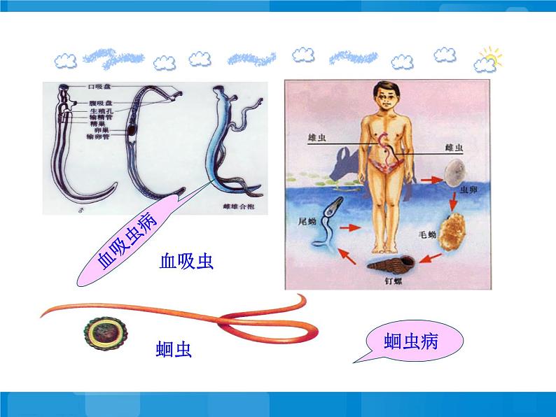 苏教版八下生物 25.1传染病 课件第8页