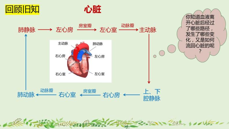 4-4-3输送血液的泵——心脏（第2课时）-【同步备课】2021-2022学年七年级生物下学期优质教学课件（人教版）02