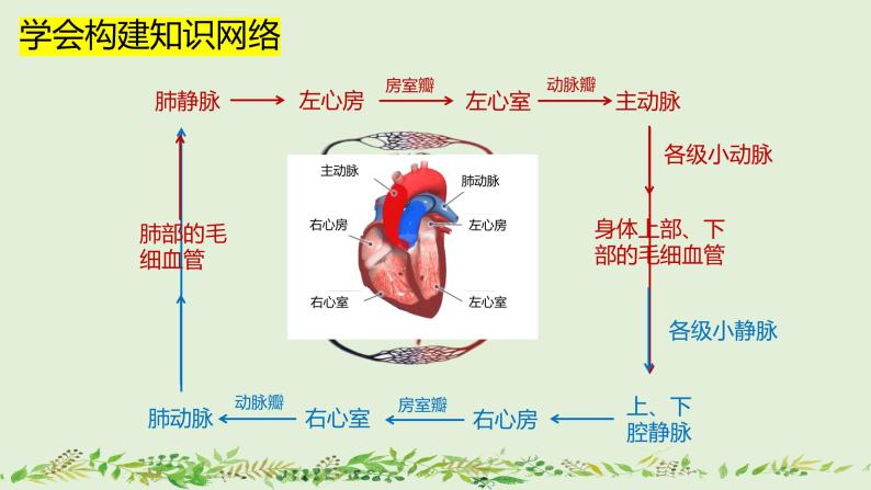4-4-3输送血液的泵——心脏（第2课时）-【同步备课】2021-2022学年七年级生物下学期优质教学课件（人教版）05