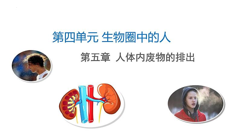 4-5人体内废物的排出-【高效同步】2021-2022学年七年级生物下学期同步精品备课课件(人教版)第1页