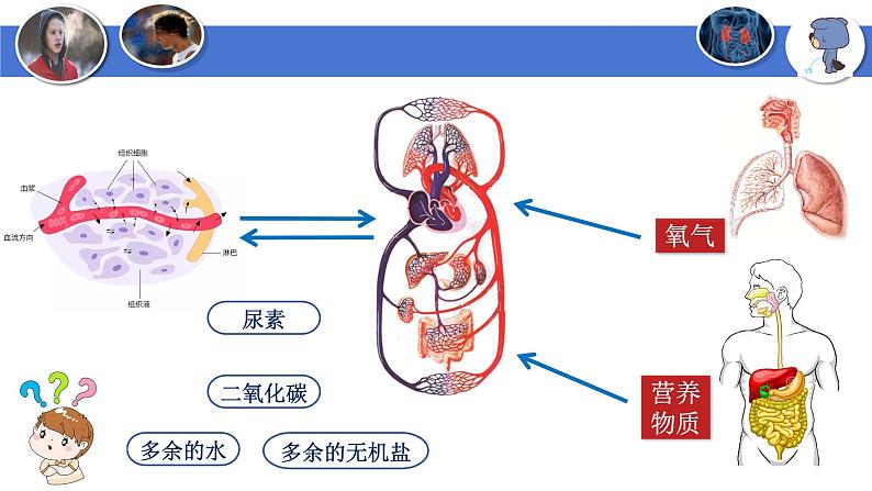 4-5人体内废物的排出-【高效同步】2021-2022学年七年级生物下学期同步精品备课课件(人教版)第4页
