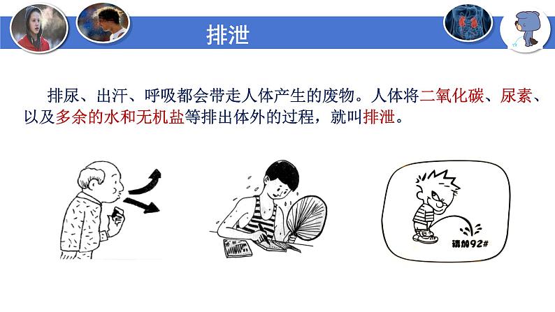 4-5人体内废物的排出-【高效同步】2021-2022学年七年级生物下学期同步精品备课课件(人教版)第5页