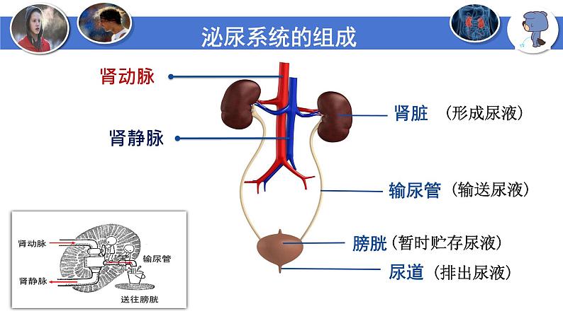 4-5人体内废物的排出-【高效同步】2021-2022学年七年级生物下学期同步精品备课课件(人教版)第7页