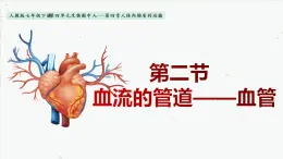 4-4-2血流的管道——血管-2021-2022学年七年级生物下学期同步精品课件（人教版）