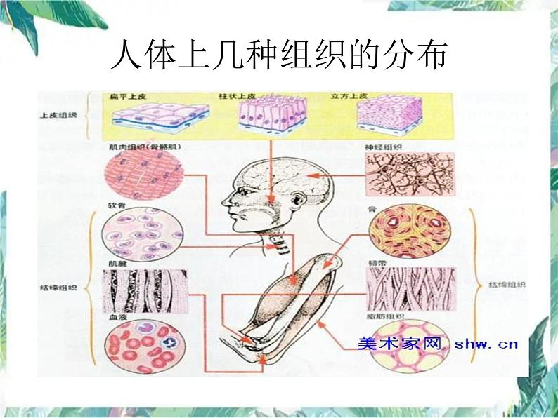 生物体的结构层次课件PPT第8页