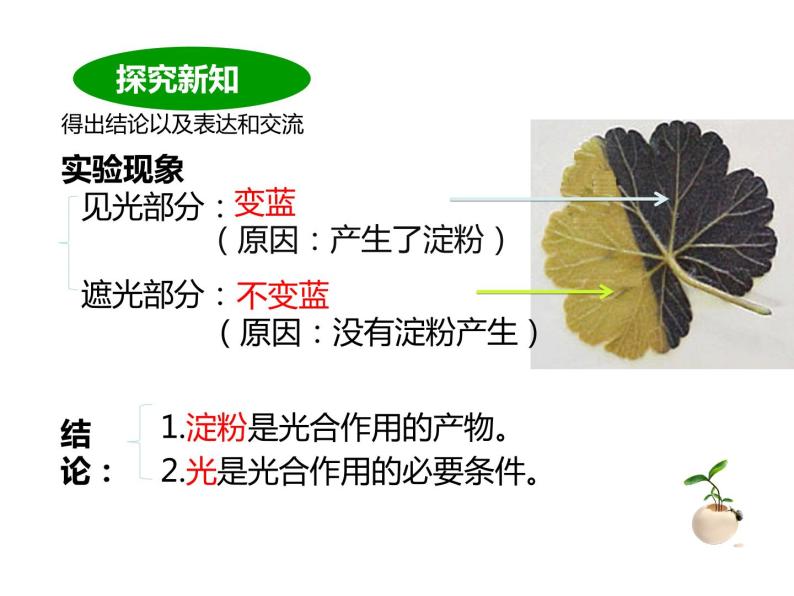 初中生物北京版七年级上册 绿色植物的光合作用绿叶在光下制造有机物部优课件07