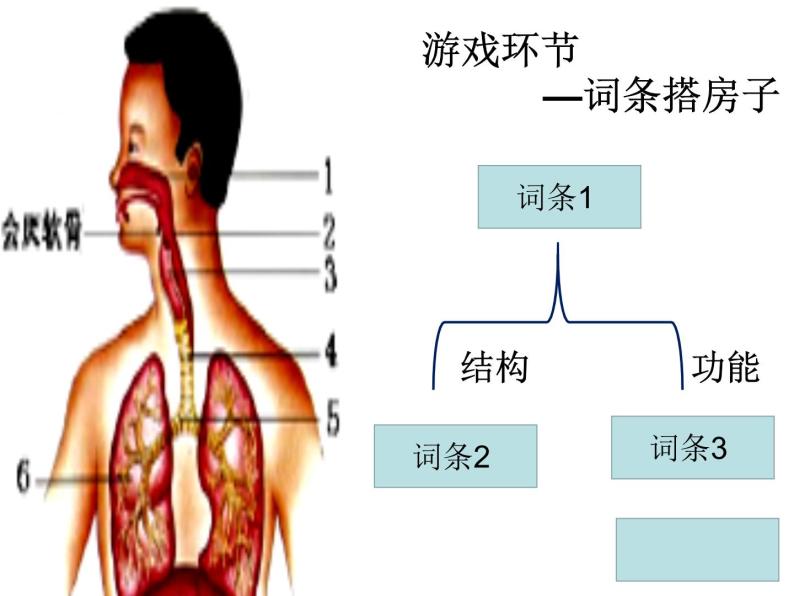 初中生物北京版七年级下册4气体交换第六章 人的呼吸部优课件02