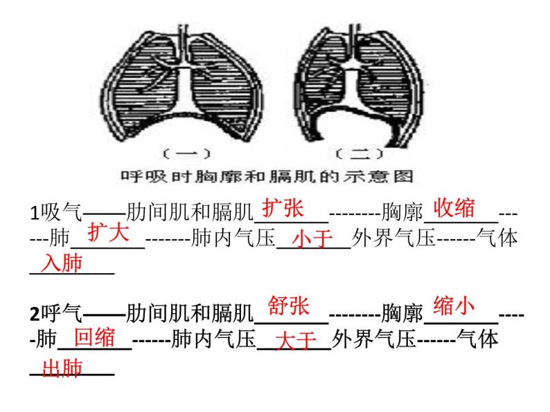 初中生物北京版七年级下册4气体交换第六章 人的呼吸部优课件04