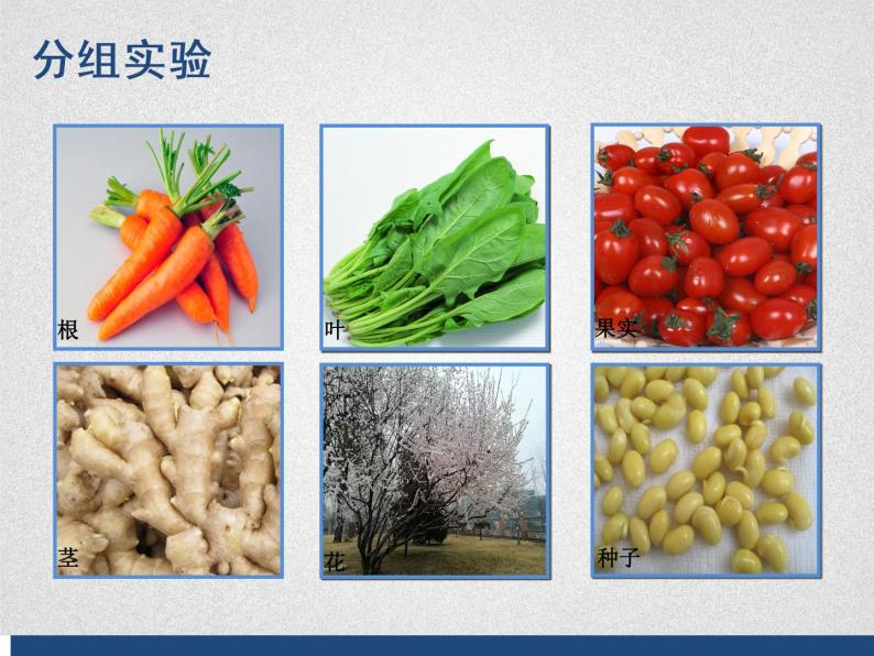 初中生物北京版七年级下册 绿色植物的呼吸部优课件08