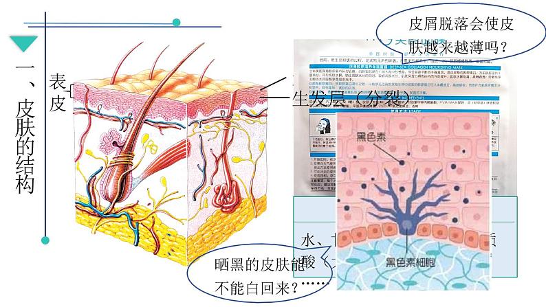 初中生物北师大版七年级下册 皮肤与汗液分泌部优课件第7页