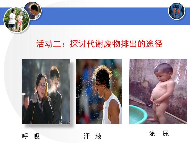 初中生物北师大版七年级下册 人体产生的代谢废物 (1)部优课件第8页